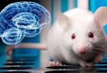مغز موش,اخبار پزشکی,خبرهای پزشکی,تازه های پزشکی