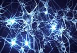 نورون های مغز,اخبار پزشکی,خبرهای پزشکی,تازه های پزشکی