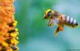 زنبور,اخبار علمی,خبرهای علمی,طبیعت و محیط زیست