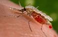 پشه مالاریا,اخبار پزشکی,خبرهای پزشکی,تازه های پزشکی