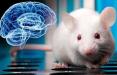مغز موش,اخبار پزشکی,خبرهای پزشکی,تازه های پزشکی