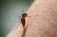 پشه مالاریا,اخبار پزشکی,خبرهای پزشکی,بهداشت