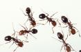 مورچه انتحاری,اخبار علمی,خبرهای علمی,طبیعت و محیط زیست