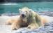 خرس قطبی,اخبار علمی,خبرهای علمی,طبیعت و محیط زیست