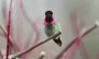 ویدئو/ پرنده عجیبی که ۶۲ رنگ عوض می‌کند