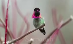 ویدئو/ پرنده عجیبی که ۶۲ رنگ عوض می‌کند