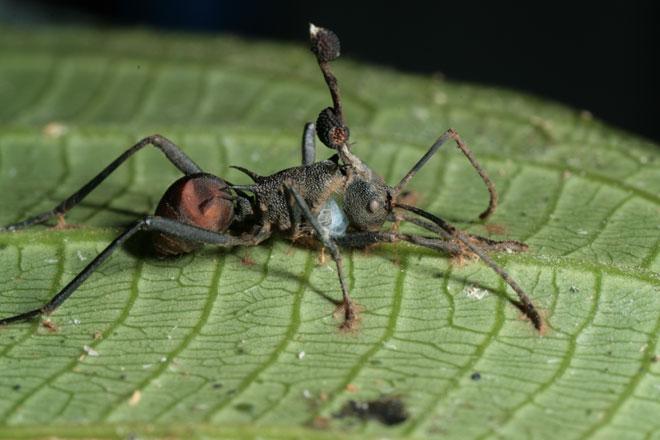 مورچه های زامبی,اخبار علمی,خبرهای علمی,طبیعت و محیط زیست