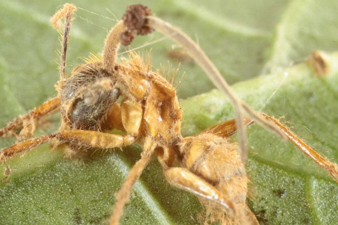 مورچه های زامبی,اخبار علمی,خبرهای علمی,طبیعت و محیط زیست