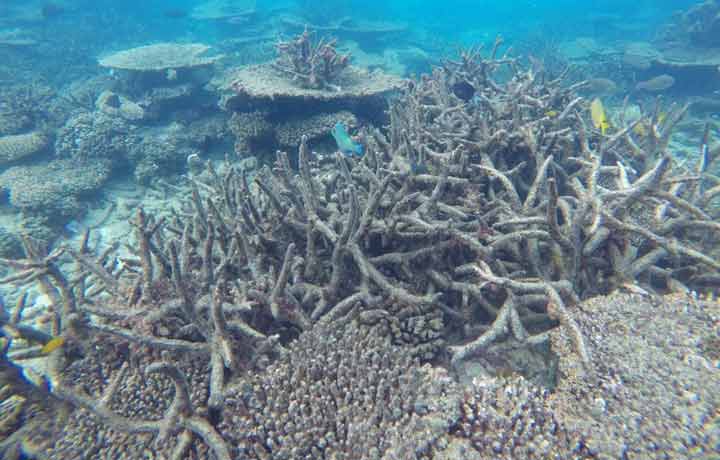 دیواره بزرگ مرجانی,اخبار علمی,خبرهای علمی,طبیعت و محیط زیست