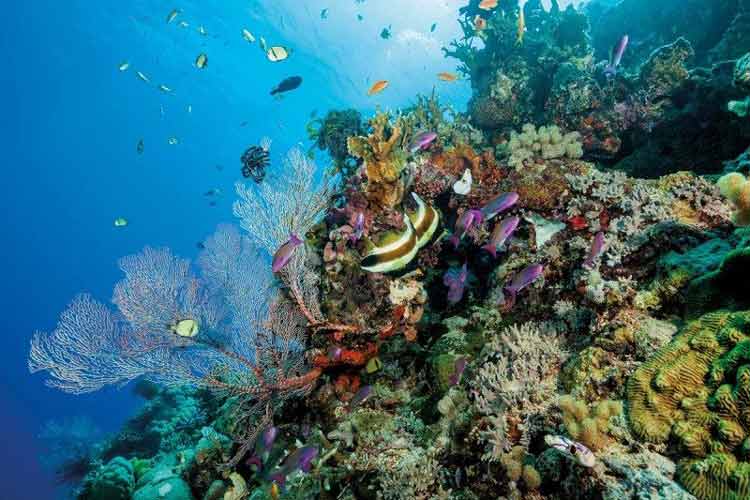 دیواره بزرگ مرجانی,اخبار علمی,خبرهای علمی,طبیعت و محیط زیست