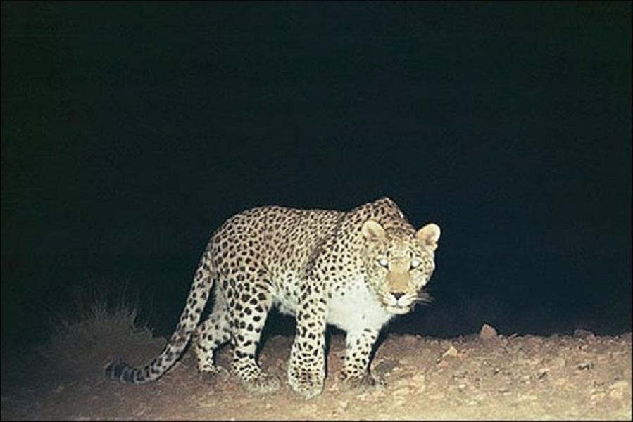 پلنگ,اخبار حوادث,خبرهای حوادث,حوادث امروز