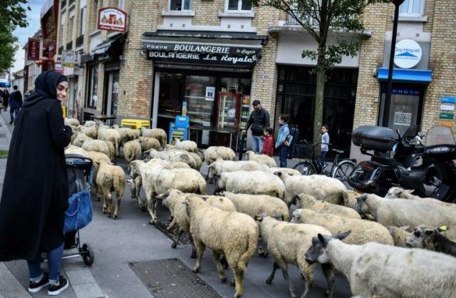 گوسفندان در شهر پاریس,اخبار جالب,خبرهای جالب,خواندنی ها و دیدنی ها