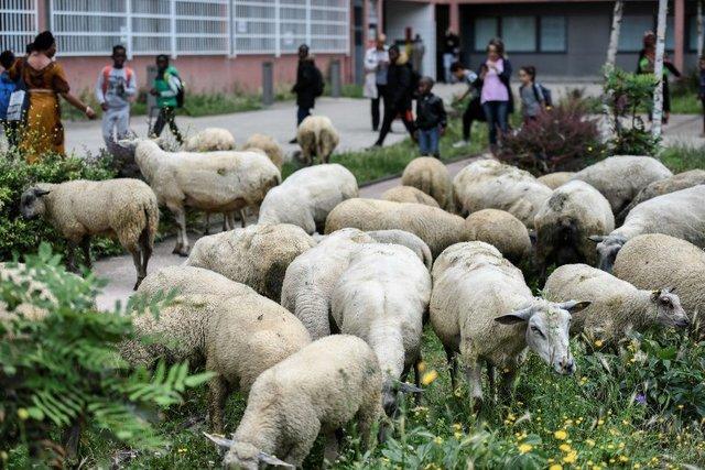 گوسفندان در شهر پاریس,اخبار جالب,خبرهای جالب,خواندنی ها و دیدنی ها