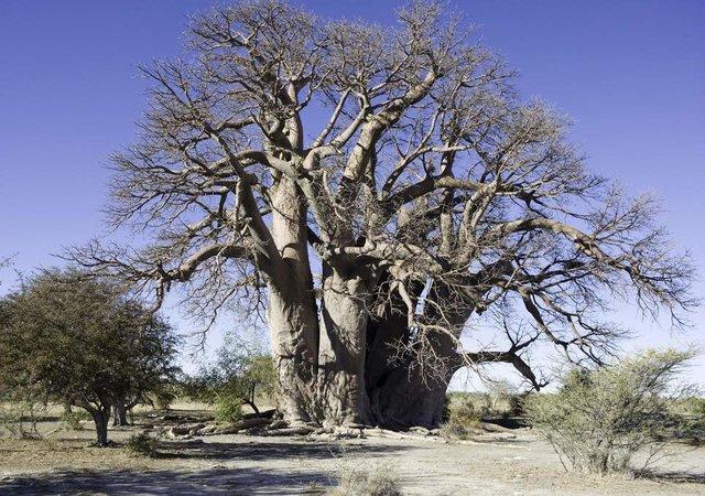 عجیب‌ترین و کهنسال‌ترین درخت آفریقا,اخبار علمی,خبرهای علمی,طبیعت و محیط زیست