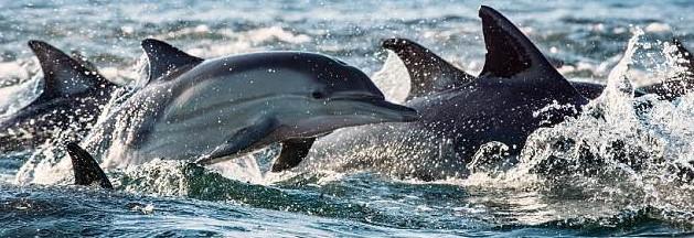دلفین,اخبار علمی,خبرهای علمی,طبیعت و محیط زیست