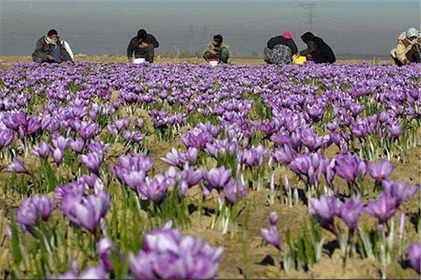 زعفران,اخبار افغانستان,خبرهای افغانستان,تازه ترین اخبار افغانستان