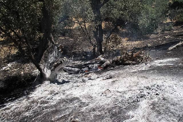 مهار آتش سوزی جنگلهای حاتم,اخبار حوادث,خبرهای حوادث,حوادث امروز