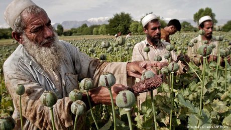 موادمخدر,اخبار افغانستان,خبرهای افغانستان,تازه ترین اخبار افغانستان