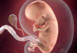 جنین,اخبار پزشکی,خبرهای پزشکی,بهداشت