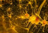 نورون,اخبار پزشکی,خبرهای پزشکی,تازه های پزشکی