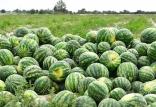 هندوانه,اخبار اقتصادی,خبرهای اقتصادی,کشت و دام و صنعت