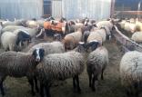 گوسفند,اخبار اقتصادی,خبرهای اقتصادی,کشت و دام و صنعت