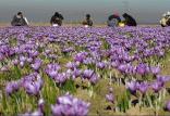 زعفران,اخبار افغانستان,خبرهای افغانستان,تازه ترین اخبار افغانستان