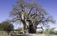 عجیب‌ترین و کهنسال‌ترین درخت آفریقا,اخبار علمی,خبرهای علمی,طبیعت و محیط زیست