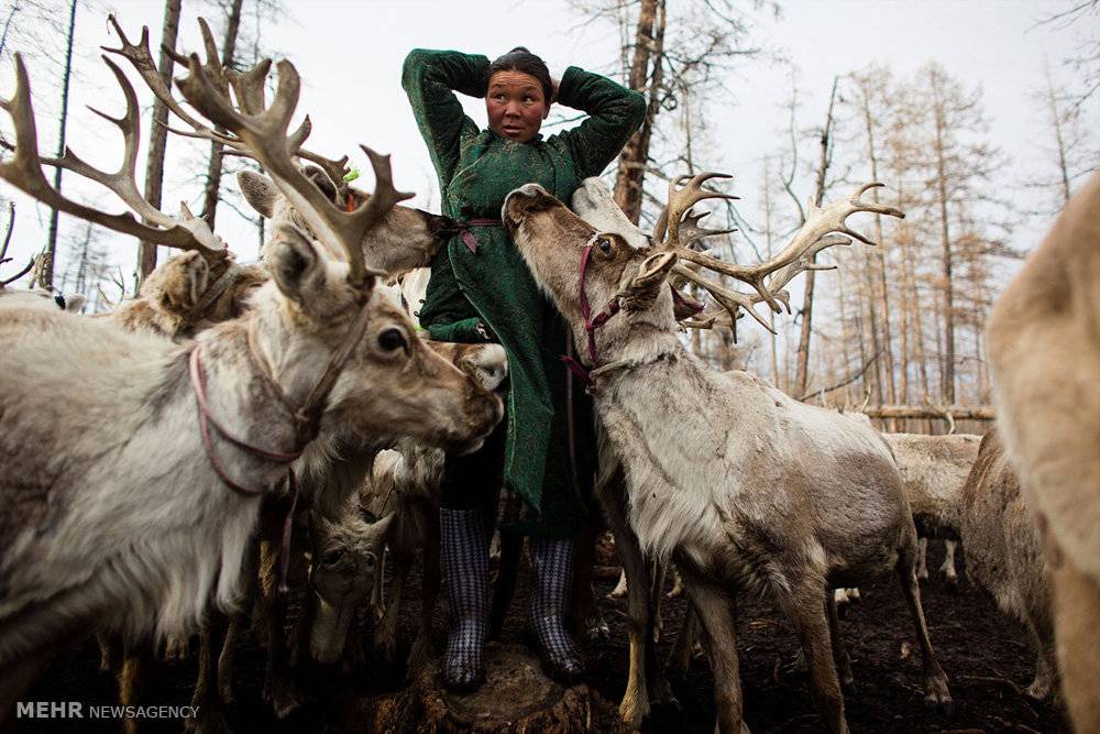 تصاویر زندگی چادرنشینان مغولستان,عکس های سبک زندگی مردم مغولستان,عکس ها پرورش گوزن مردم مغولستان