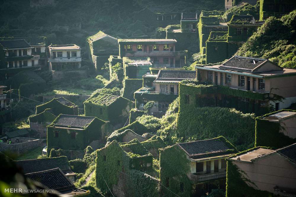تصاویر روستایی در محاصره گیاهان خودرو,عکس های روستای هوتووان چین,تصاویرروستایی در جزیره کوچک شنگشان چین