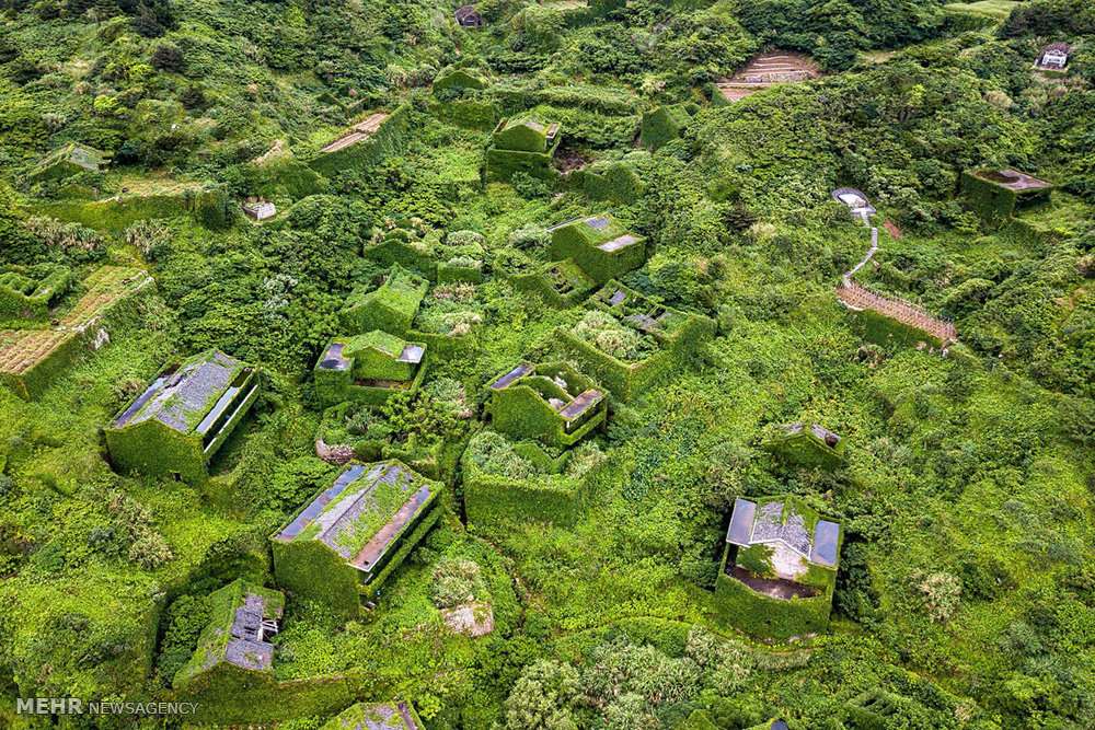 تصاویر روستایی در محاصره گیاهان خودرو,عکس های روستای هوتووان چین,تصاویرروستایی در جزیره کوچک شنگشان چین