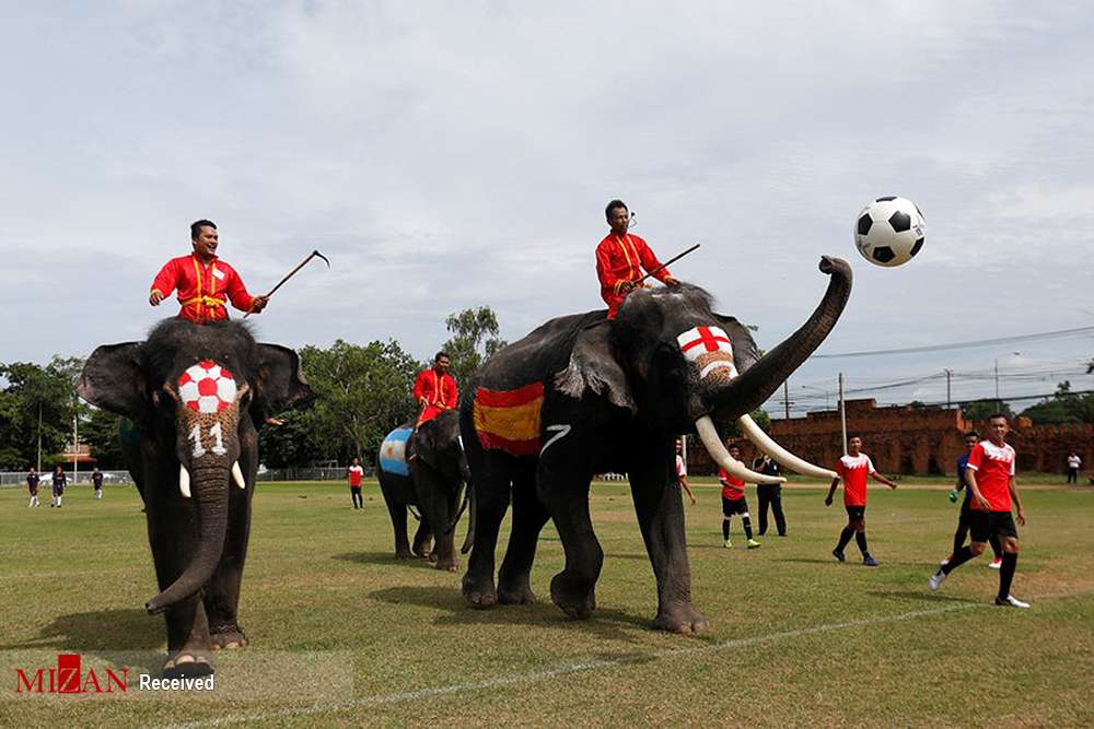 تصاویر فوتبال فیل‌ها در تایلند,تصاویر فوتبال فیل‌ها,تصاویر دیدنی از فوتبال فیل‌ها
