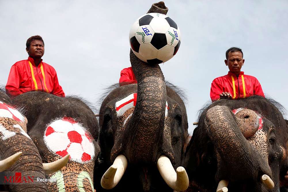تصاویر فوتبال فیل‌ها در تایلند,تصاویر فوتبال فیل‌ها,تصاویر دیدنی از فوتبال فیل‌ها