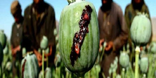 تولید مواد مخدر,اخبار افغانستان,خبرهای افغانستان,تازه ترین اخبار افغانستان