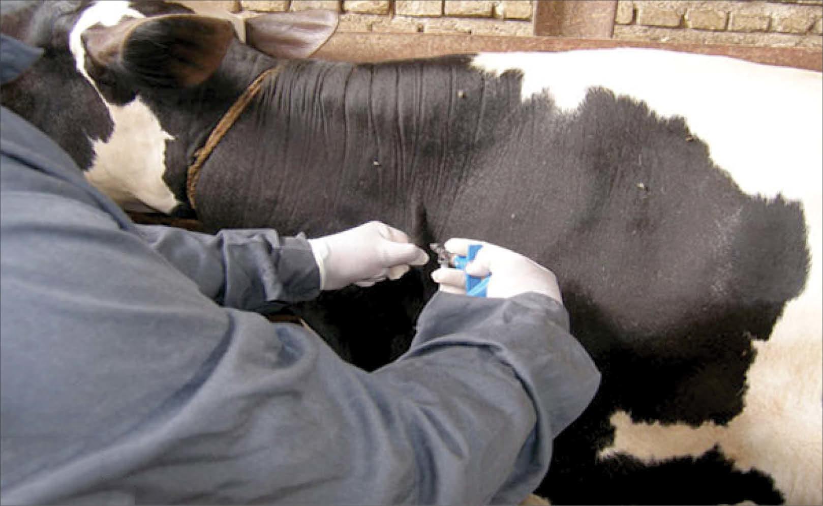 تب مالت,اخبار پزشکی,خبرهای پزشکی,بهداشت