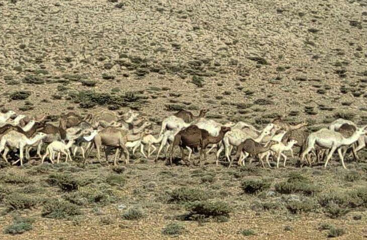 مرتع,اخبار اجتماعی,خبرهای اجتماعی,محیط زیست