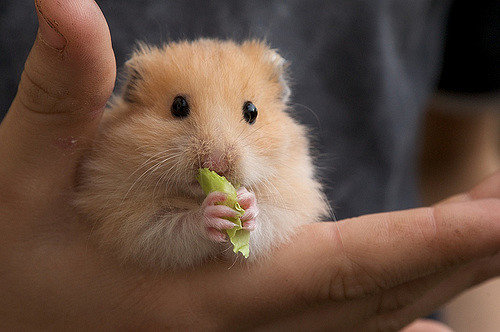 حیوانات خانگی حیوانات خانگی,اخبار پزشکی,خبرهای پزشکی,بهداشت