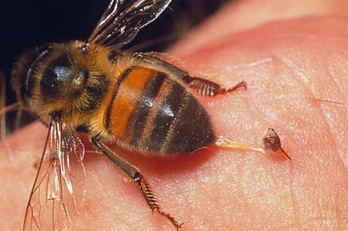 زنبورگزیدگی,کار و کارگر,اخبار کار و کارگر,حوادث کار 