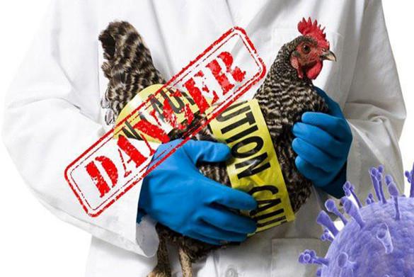آنفلونزای فوق حاد پرندگان,اخبار پزشکی,خبرهای پزشکی,بهداشت