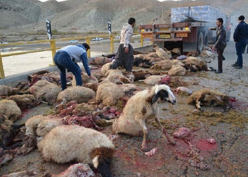 کشته شدن گوسفندان در تصادف جاده ای خراسان شمالی,اخبار حوادث,خبرهای حوادث,حوادث