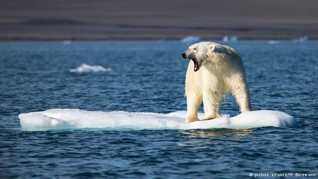 خرس قطبی,اخبار علمی,خبرهای علمی,طبیعت و محیط زیست