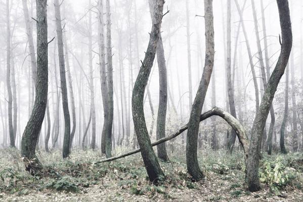 جنگل کج در لهستان,اخبار جالب,خبرهای جالب,خواندنی ها و دیدنی ها