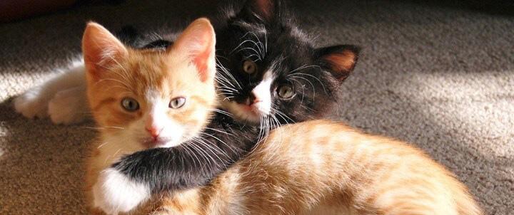 ممنوعه‌های سنگاپور,اخبار جالب,خبرهای جالب,خواندنی ها و دیدنی ها