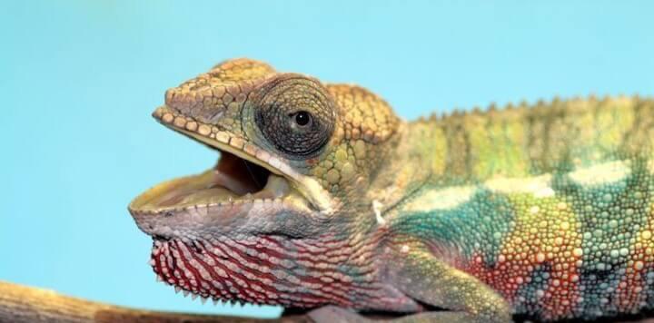 ممنوعه‌های سنگاپور,اخبار جالب,خبرهای جالب,خواندنی ها و دیدنی ها