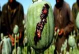 تولید مواد مخدر,اخبار افغانستان,خبرهای افغانستان,تازه ترین اخبار افغانستان