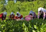 خصوصیسازی چای؛ سیاستی ناکارآمد و بحرانزا چای,اخبار اقتصادی,خبرهای اقتصادی,کشت و دام و صنعت