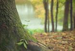 آلودگی هوا,اخبار علمی,خبرهای علمی,طبیعت و محیط زیست