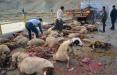 کشته شدن گوسفندان در تصادف جاده ای خراسان شمالی,اخبار حوادث,خبرهای حوادث,حوادث