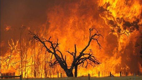 آتش سوزی,اخبار علمی,خبرهای علمی,طبیعت و محیط زیست