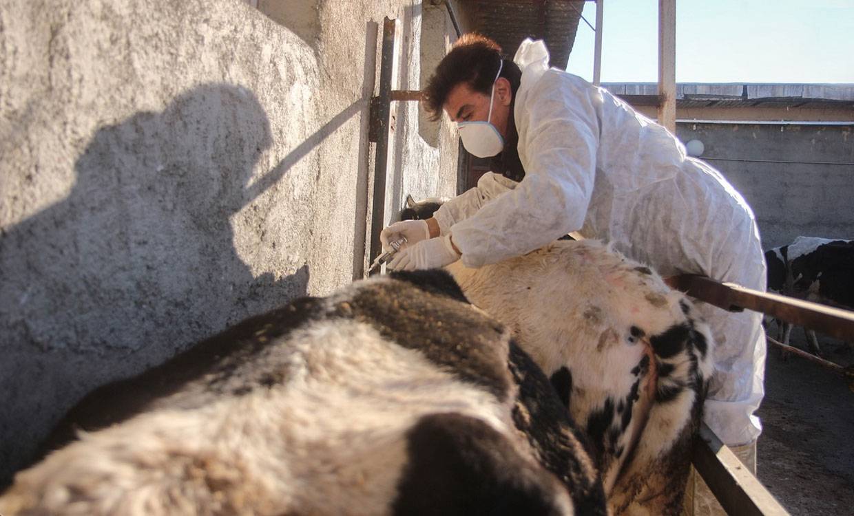 تب کنگو,اخبار پزشکی,خبرهای پزشکی,بهداشت